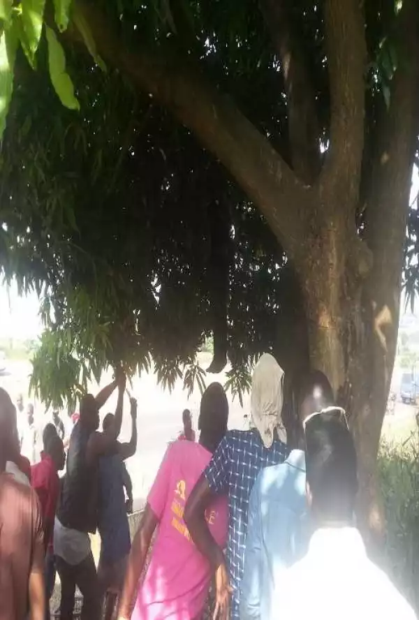 Economic Recession: Man Commits Suicide Hanging from a Mango Tree in Anambra (Graphic Photos)